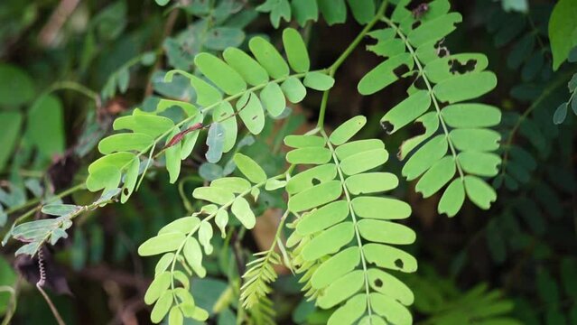 Tamarind (Also called Tamarindus indica, asam) leaves on the tree
