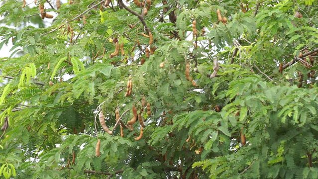 Tamarind (Also called Tamarindus indica, asam) fruit on the tree