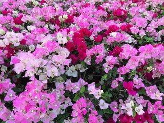 Pink Bougainvillea