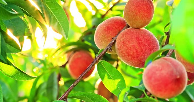 Fresh peaches grow on fruit tree
