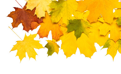autumn leaves
