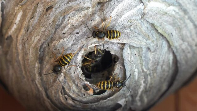 wasps have established a nest in the hive. a nest of wild wasps