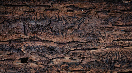 Brutgänge des Borkenkäfers in Baumrinde