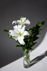 White lily. Bouquet of white flowers. Light and shadow. 