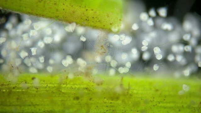 Infusoria (Ciliophora) Vorticella under microscope, class Oligohymenophorea. Video shows the colony attached to algae. They also attach to stones, crustaceans
