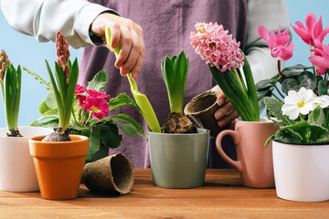 Woman Gardener planting flowers at home in spring. Midsection. Holding pot with hyacinth plant. Home garden. Flowerheads in bloom. Potting bulbs and primula primrose and cyclamen