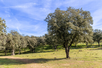 Fototapeta na wymiar holm oak fields in the town of Buitrago de Lozoya, Madrid