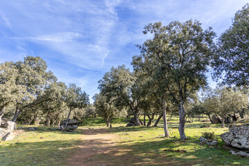 holm oak fields in the town of Buitrago de Lozoya, Madrid