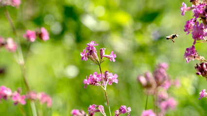 Bee and flower. Close up of a large striped bee collects honey on a yellow flower on a Sunny bright day. Macro horizontal photography. Summer and spring backgrounds