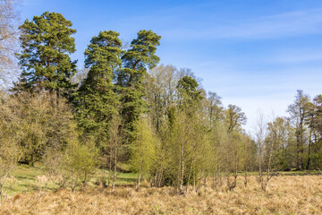 Lush green trees in a bog at springtime