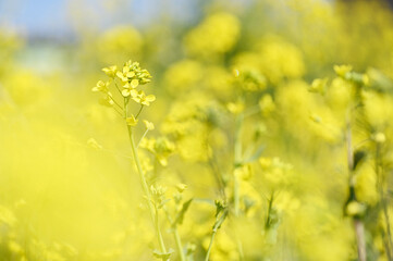 春の花　菜の花