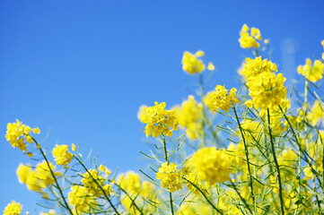 春の花　菜の花