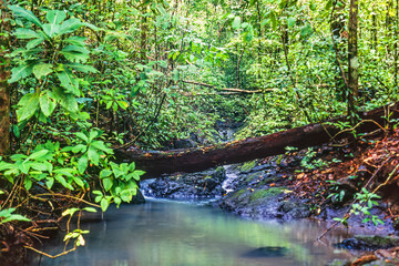 Obraz premium Creek with a fallen tree in a rainforest