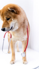 a dog with a stethoscope at a veterinarian's appointment