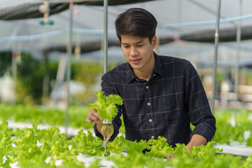 Young asian farmer in celery and green oak salad hydroponic farm, smart farmer, freelancer with smes concept.