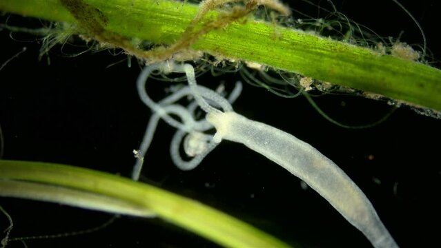 Freshwater Hydra under microscope, class Hydrozoa. Predator, feeds on small crustaceans, worms-Oligochaeta, capturing them with tentacles with stinging cells