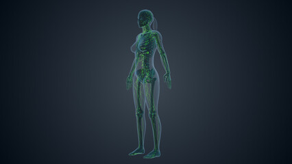 Lymphatic system of female body