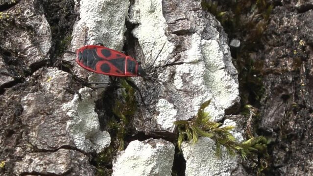 black red bug cimice rosso nera (Pyrrhocoris apterus)