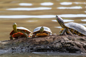 A trio of Turtles on a log