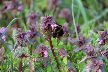 buff-tailed Bumblebee on purple Deadnettle