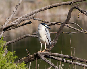 A night Male Night Heron in a tree