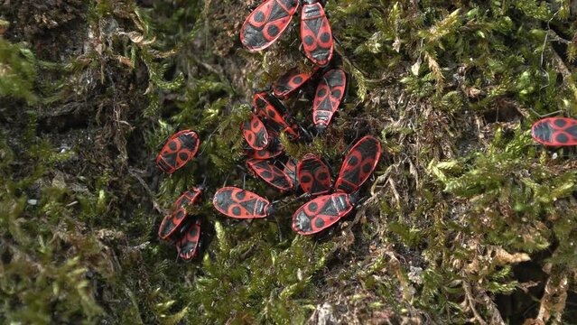 black red bug cimice rosso nera (Pyrrhocoris apterus)