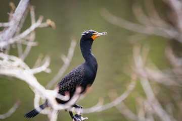 Fototapeta premium A Cormorant sitting on a branch lakeside