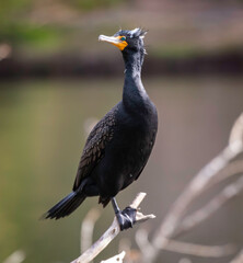 A Cormorant sitting on a branch lakeside