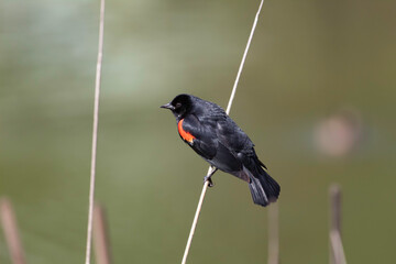 A black bird with red shoulders