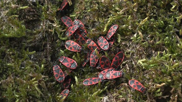 black red bug cimice rosso nera (Pyrrhocoris apterus)