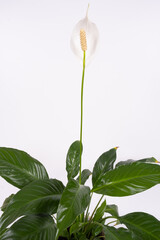 Potted Spathiphyllum or Peace lily flower and leaf, Fresh white flower with green foliage isolated on white background, houseplant