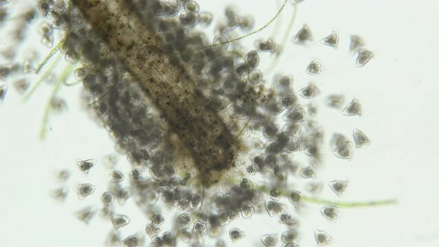 Infusoria (Ciliophora) Vorticella under microscope, class Oligohymenophorea. Video shows the colony attached to algae. They also attach to stones, crustaceans