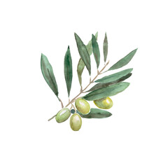 Olive , olive tree, green olives, olive branch,  watercolor illustration, vegetarian food
