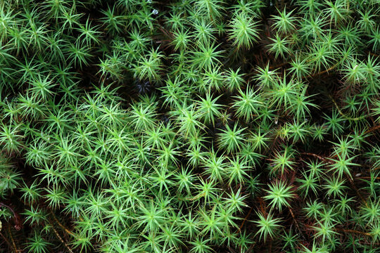 Polytrichum commune - Common haircap - Great golden maidenhair - Great goldilocks - Common haircap moss - Common hair moss