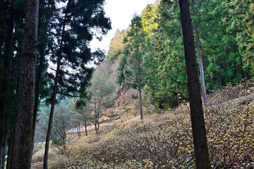 新城ミツマタ群生地