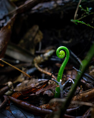 Young fern leaf in the dark forest habitat. Rotorua. Vertical format.