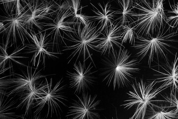 Close up abstract Dandelion, black and white photography