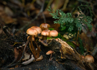 Fototapeta premium Mushrooms growing on fallen tree trunk in forest. Rotorua. New Zealand.