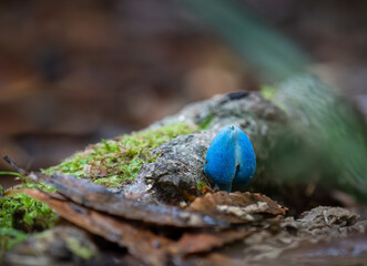 Blue mushroom (Entoloma hochstetteri) on forest habitat in the Rotorua district.