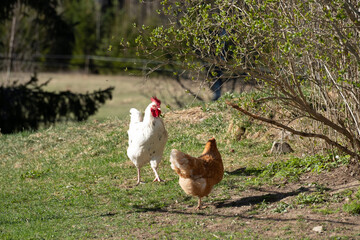 chickens in rural landscape