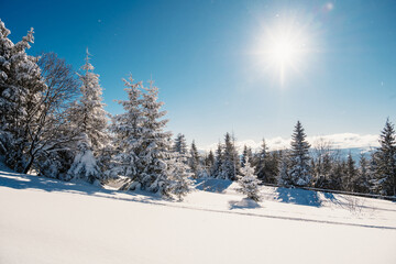 Alpine mountains landscape with white snow and blue sky. Sunset winter in nature. Frosty trees under warm sunlight.  Hiking winter to kralova hola, low tatras slovakia landscape © Zedspider