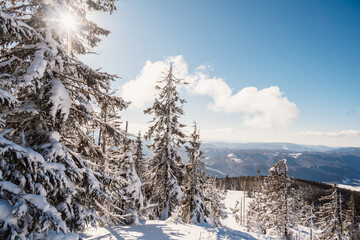 Alpine mountains landscape with white snow and blue sky. Sunset winter in nature. Frosty trees under warm sunlight.  Hiking winter to kralova hola, low tatras slovakia landscape © Zedspider