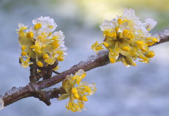 A flowering branch of Cornelian cherry dogwood in early spring, also known as Cornus mas Variegata, closeup of the flowers surrounded by melting ice crystals and water droplets.