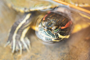Naklejka premium Aquatic turtles in the pond at Baba Vanga in Rupite, Bulgaria.