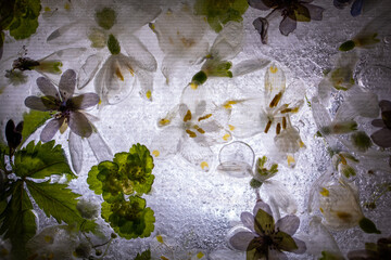 Flowers in ice