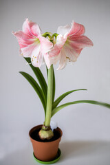 Naklejka na ściany i meble Pink flower. Blooming hippeastrum pink. Delicate petals. A charming flower