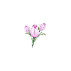 Watercolor  of composition of tulips. Bouquets of delicate pink tulips and green leaves for the design of invitations, greeting cards, wallpapers.
