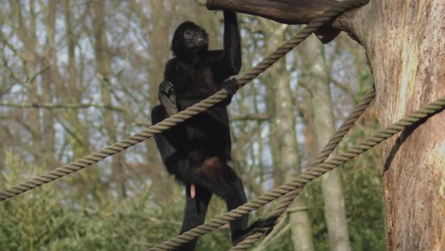 The Brown-headed Spider Monkey is climbing the rope. Ateles fusciceps. High quality FullHD footage