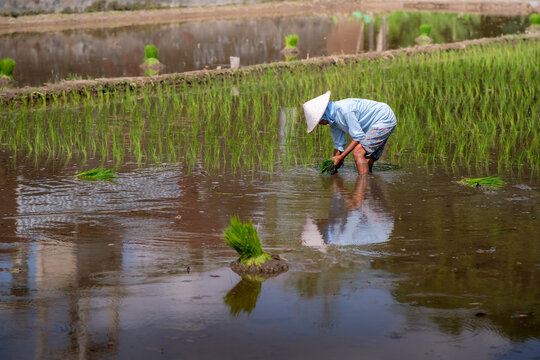 A farmer is planting rice in a field and her reflection.