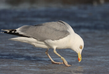 herring gull